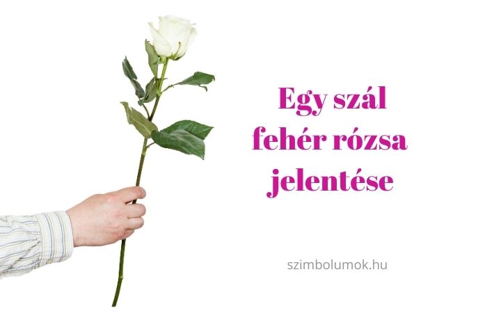 egy szál fehér rózsa jelentése