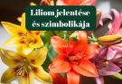 liliom jelentése és szimbolikája