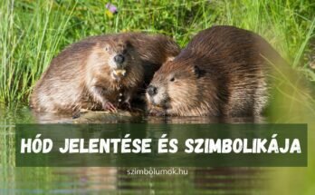 hód jelentése szimbolikája