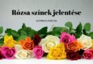 rózsa színek jelentése