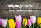 tulipán jelentése és szimbolikája