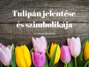 tulipán jelentése és szimbolikája