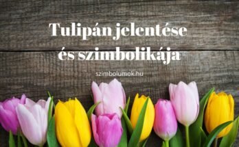 tulipán jelentése és szimbolikája